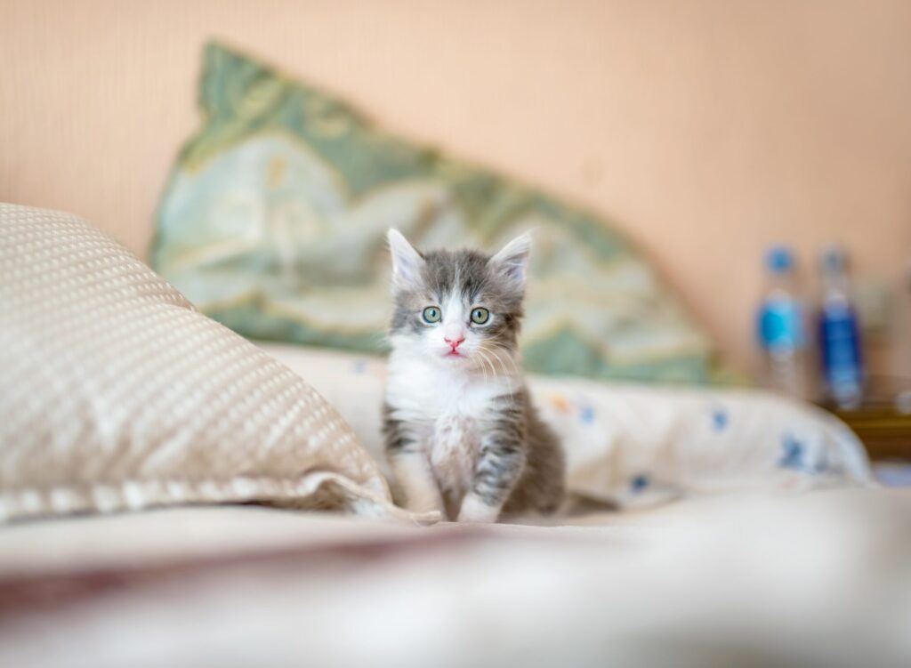 kitten on a bed