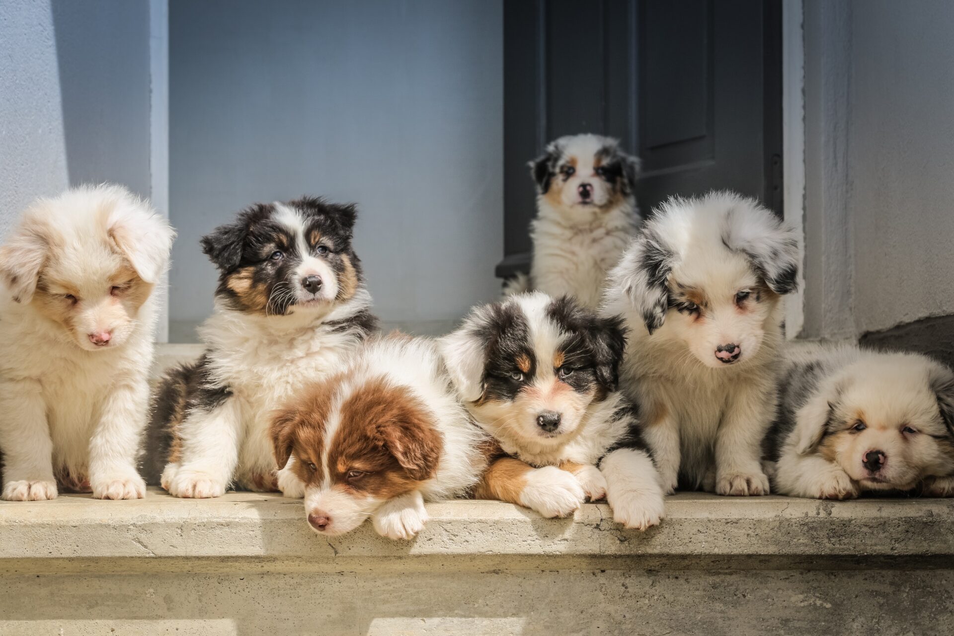 A litter of cute puppies